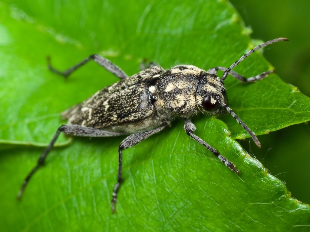 Xylotrechus rusticus (Linnaeus, 1758)